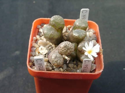 Conophutum pellucidum