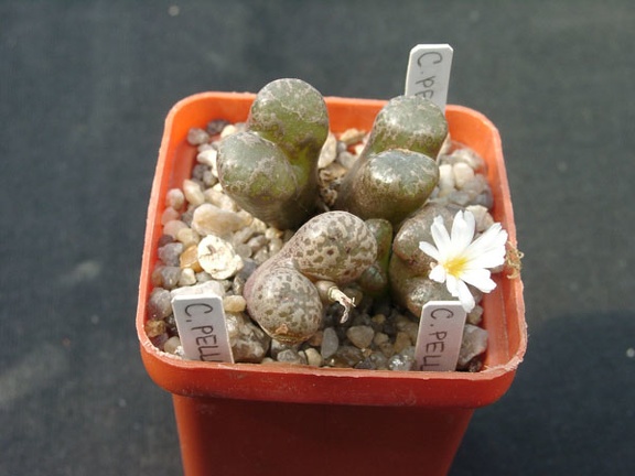 Conophutum pellucidum