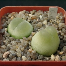 Conophutum ratum