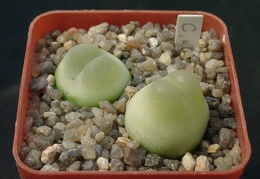 Conophutum ratum