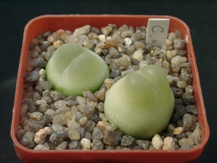 Conophutum ratum