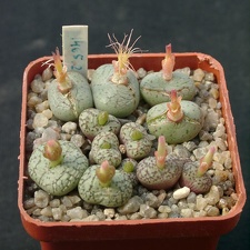 Conophutum uvaeforme SB952
