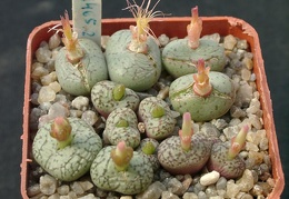 Conophutum uvaeforme SB952