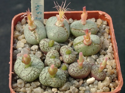 Conophutum uvaeforme SB952