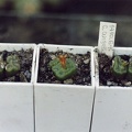 Conophytum angelicae ssp. tetragonum