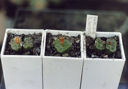 Conophytum angelicae ssp. tetragonum