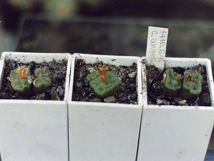 Conophytum angelicae ssp. tetragonum