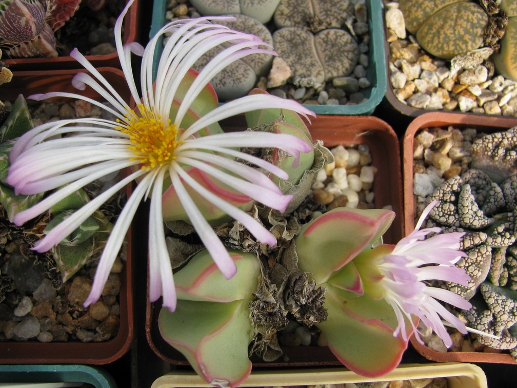 Conophytum