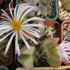Conophytum