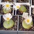 Conophytum ratum SH 1200