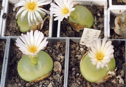 Conophytum ratum SH 1200