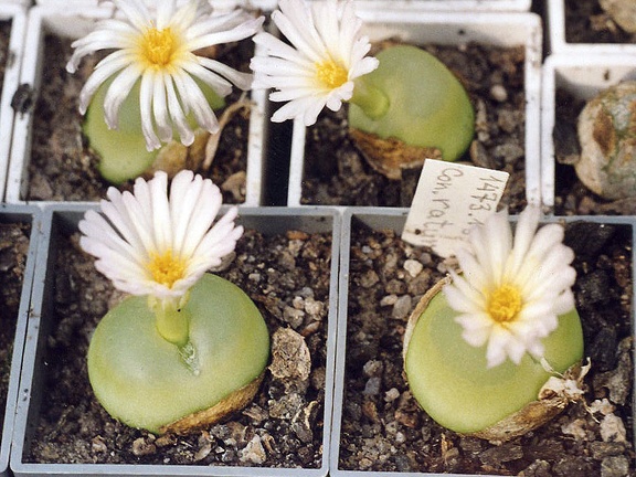 Conophytum ratum SH 1200