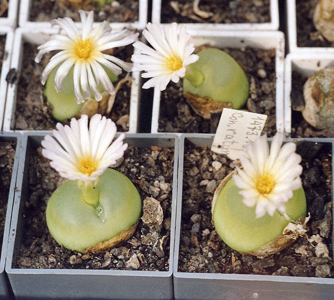 Conophytum-ratum-SH-1200.jpg