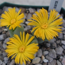 Conophytum bilobum