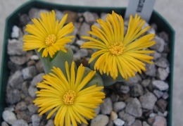 Conophytum bilobum