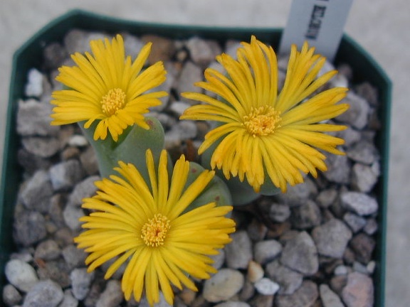 Conophytum bilobum