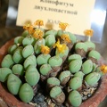 Conophytum bilobum 002