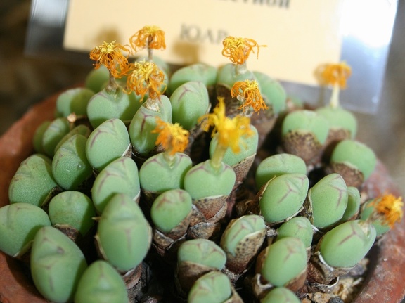 Conophytum bilobum 002