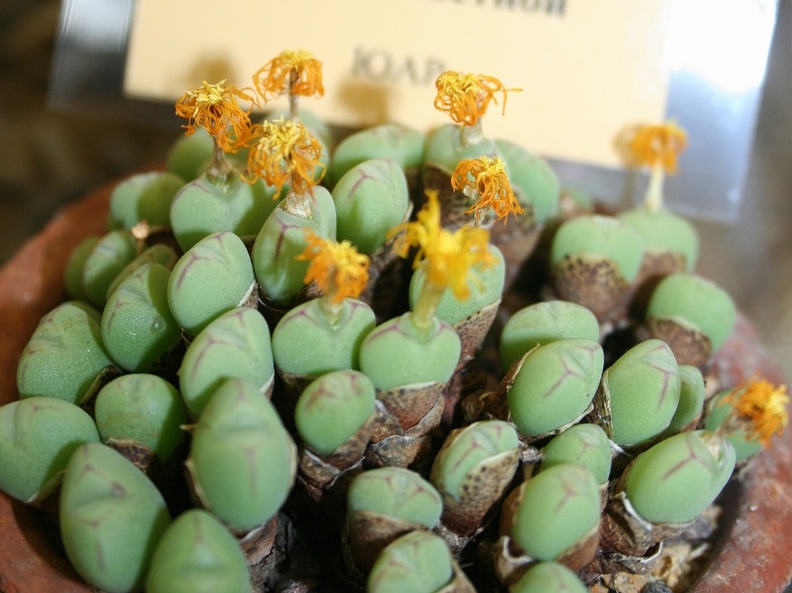 Conophytum bilobum 002