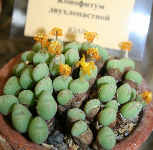 Conophytum_bilobum_002.JPG