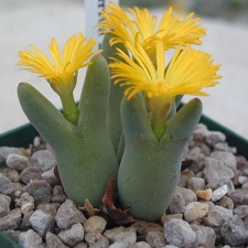 Conophytum bilobum pl