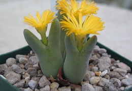 Conophytum bilobum pl