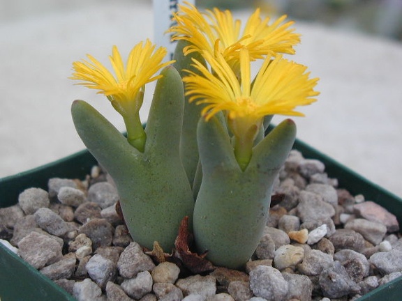 Conophytum bilobum pl