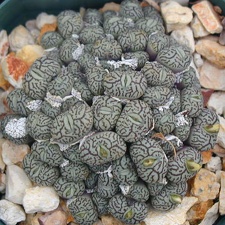 Conophytum minimum 2