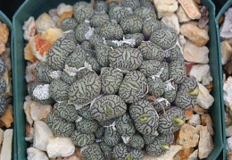 Conophytum minimum 2