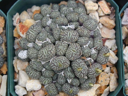 Conophytum minimum 2