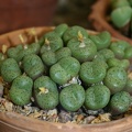 Conophytum obcordellum