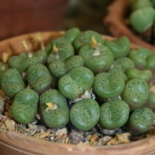 Conophytum obcordellum