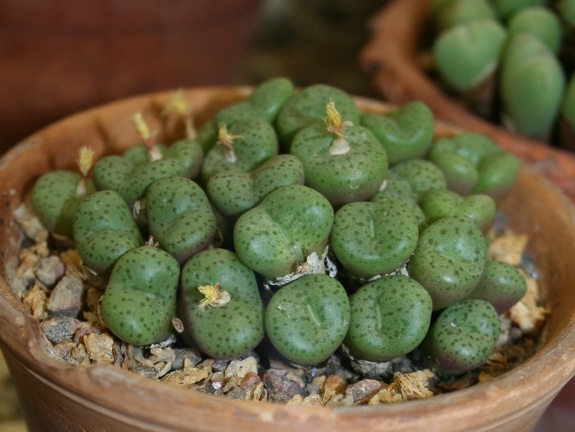 Conophytum obcordellum