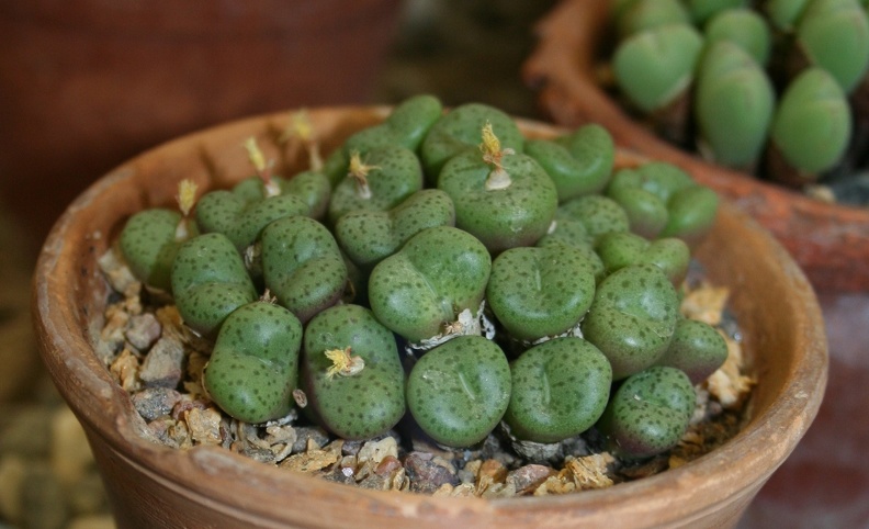 Conophytum_obcordellum.JPG