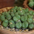 Conophytum_obcordellum.JPG