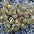 Conophytum obcordellum picturatum