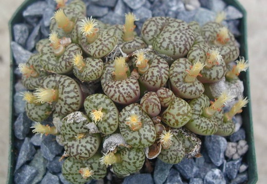 Conophytum obcordellum picturatum