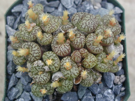 Conophytum obcordellum picturatum