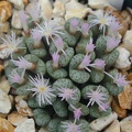 Conophytum obcordellum v  ceresianum