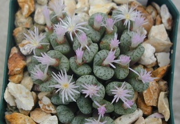 Conophytum obcordellum v  ceresianum