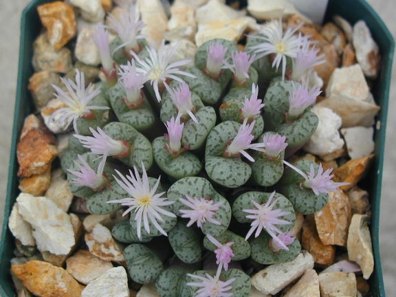 Conophytum obcordellum v  ceresianum
