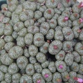 Conophytum obcordellum v  ceresianum stayneri