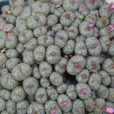 Conophytum obcordellum v  ceresianum stayneri