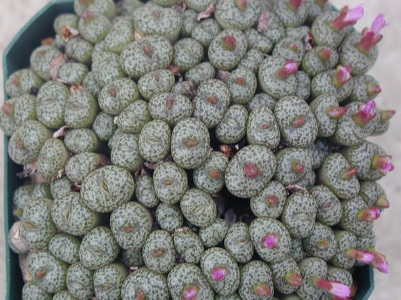 Conophytum obcordellum v  ceresianum stayneri