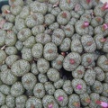 Conophytum_obcordellum_v__ceresianum_stayneri.JPG