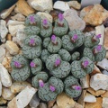 Conophytum obcoredellum v  ceresianum 1