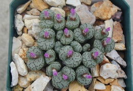 Conophytum obcoredellum v  ceresianum 1