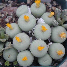 Conophytum pageae