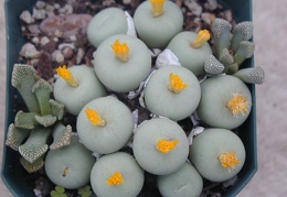 Conophytum pageae