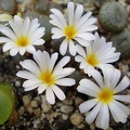 Conophytum pellucidum